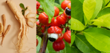Guarana, maté et ginseng