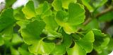 Ginkgo biloba