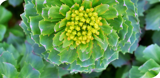 Rhodiola
